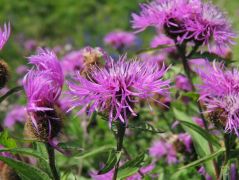 Parókás imola - védett