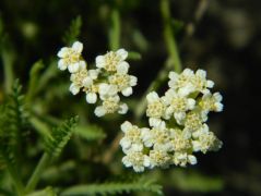 Homoki cickafark - védett