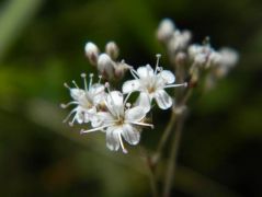 Homoki fátyolvirág - védett