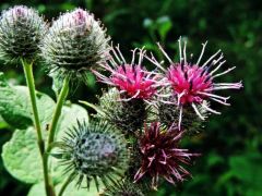 Pókhálós bogáncs