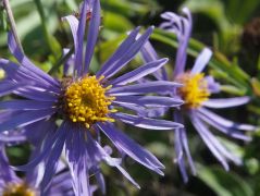 Csillagőszirrózsa (védett)