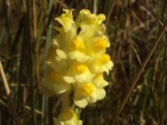 Közönséges gyújtoványfű