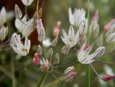 Pézsmahagyma - védett