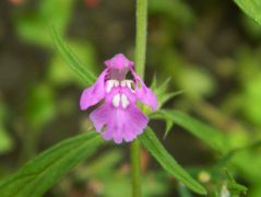 Keskenylevelű kenderkefű