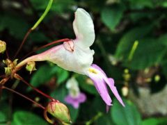 Matild-nebáncsvirág