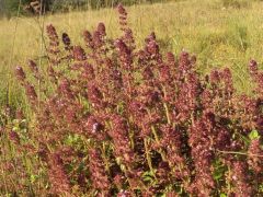 Citromillatú kakukkfű