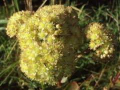 Bablevelű varjúháj