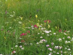 Még nyílnak a réti virágok