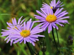 Csillagőszirózsa ( védett)