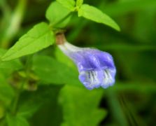 Vízmelléki csukóka