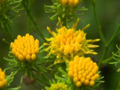 Aranyfürt őszirózsa