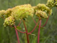 Bablevelű varjúháj