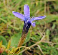 Prémes tárnicska (védett)