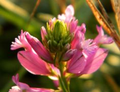 Nagy pacsirtafű - védett