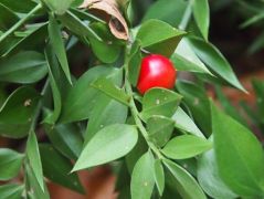 Szúrós csodabogyó termése