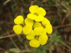 Magyar repcsény - védett