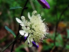 Vajszínű ördögszem