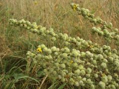 Fekete ökörfarkkóró termése