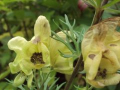 Méregölő sisakvirág (védett)