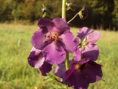 Lila ökörfarkkóró