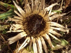 Szártalan bábakalács