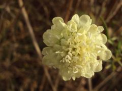 Vajszínű ördögszem