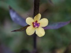 Molyűző ökörfarkkóró