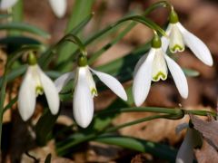 Kikeleti hóvirág (védett)