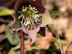 Pirosló hunyor (védett)