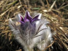 Leánykökörcsin (védett)