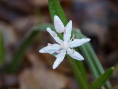 Albino csillagvirág
