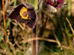 Fekete kökörcsin (védett)