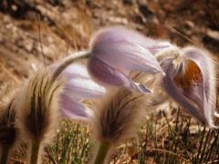 Leánykökörcsin (védett)