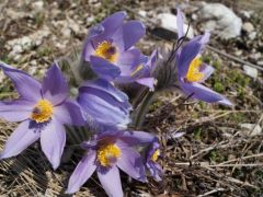 Leánykökörcsin (védett)