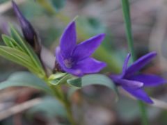 Pusztai meténg (védett)