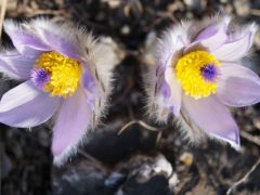 Leánykökörcsin (védett)