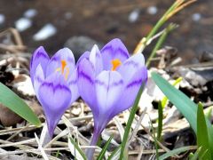 Sáfrány a Nyárád patak mentén