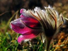 Feketéllő kökörcsin (védett)