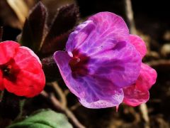 Bársonyos tüdőfű