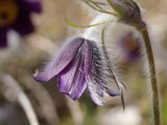 Hegyi kökörcsin (védett)