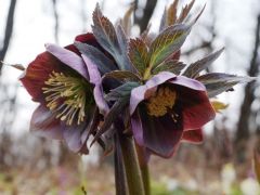 Pirosló hunyor (védett)