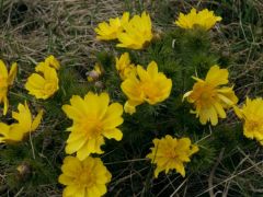 Tavaszi hérics (védett)