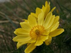 Tavaszi hérics (védett)