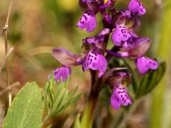 Agárkosbor (védett)