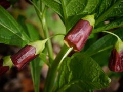 Krajnai farkasbogyó (védett)