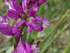 Nagy pacsirtafű (védett)