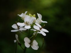 Hagymaszagú kányazsombor