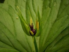 Farkasszőlő (védett)