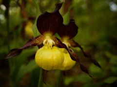 Boldogasszony papucsa (fokozottan védett)