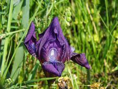 Magyar nőszirom (fokozottan védett)